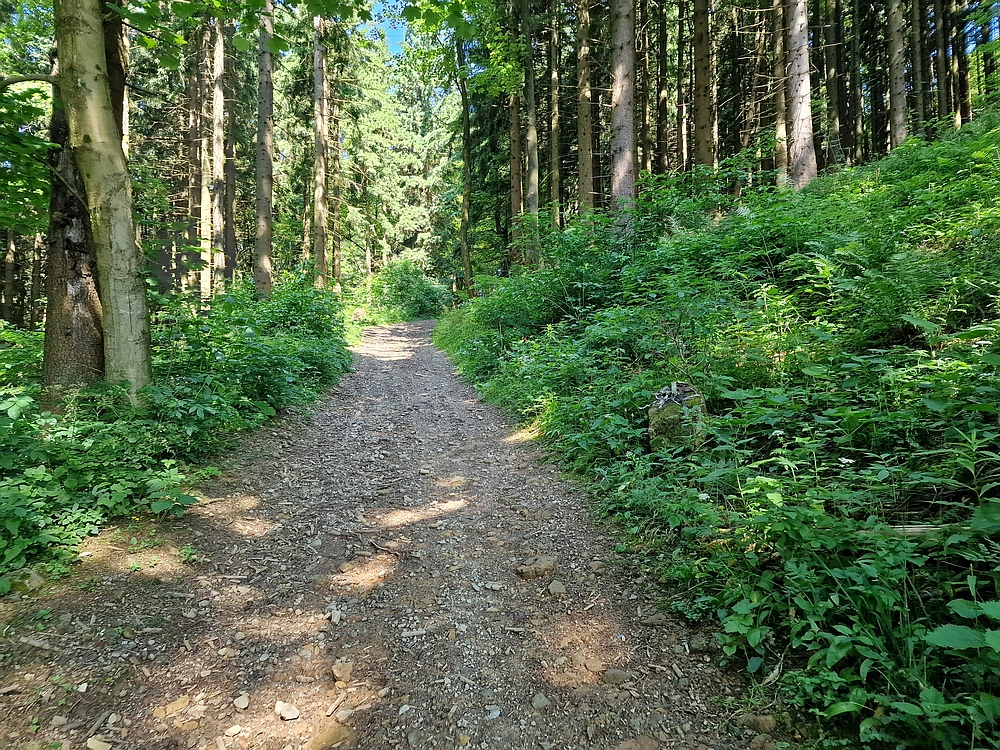 Slika je vidna v Google Chromu.