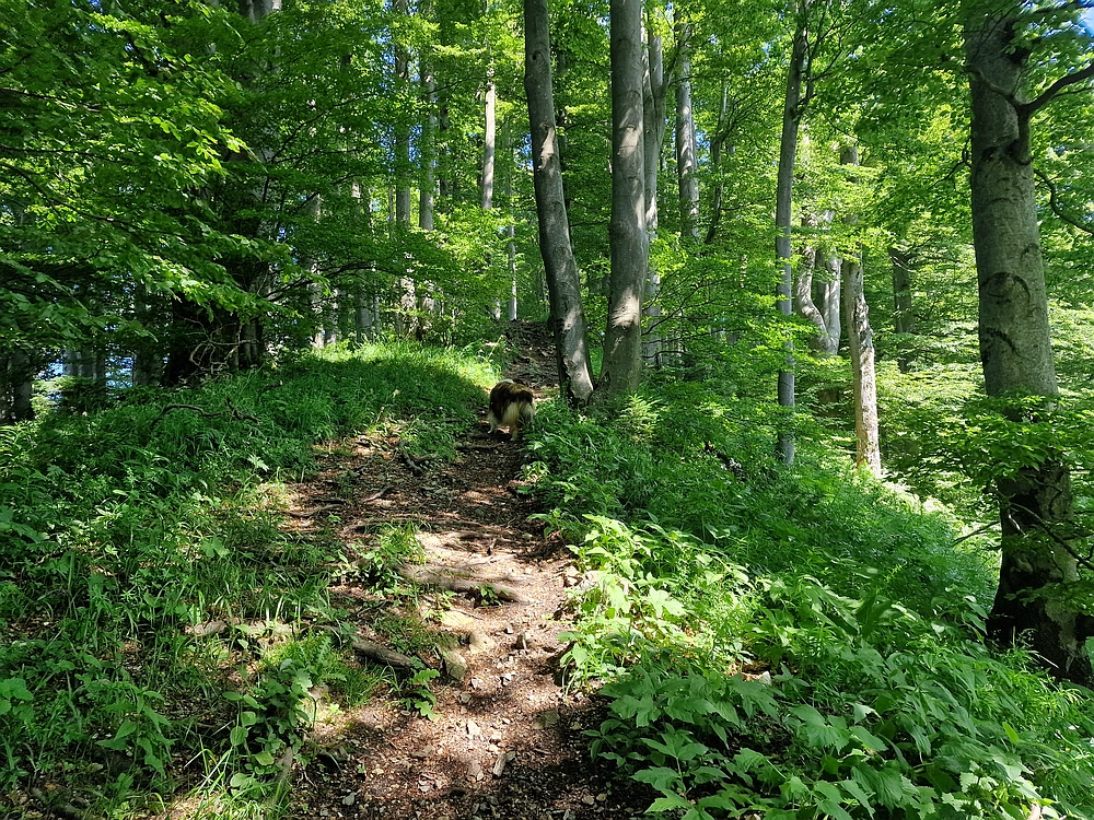 Slika je vidna v Google Chromu.