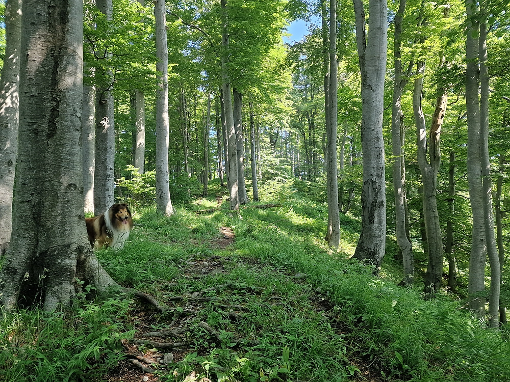 Slika je vidna v Google Chromu.