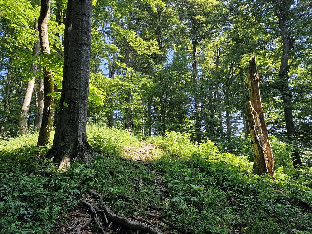 Slika je vidna v Google Chromu.