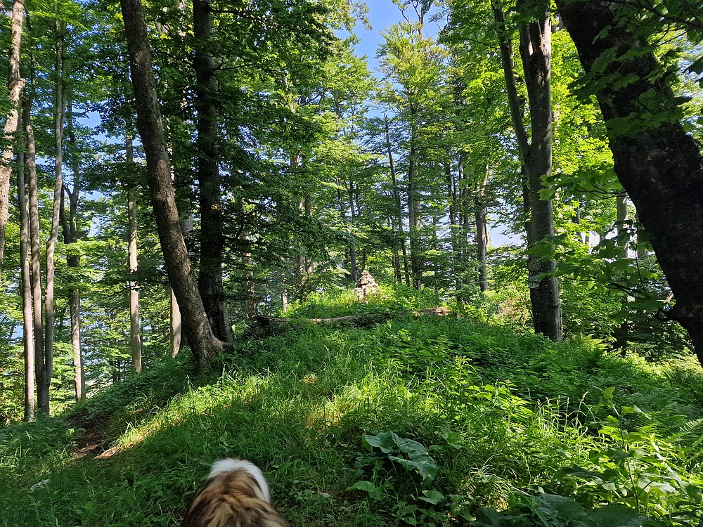 Slika je vidna v Google Chromu.