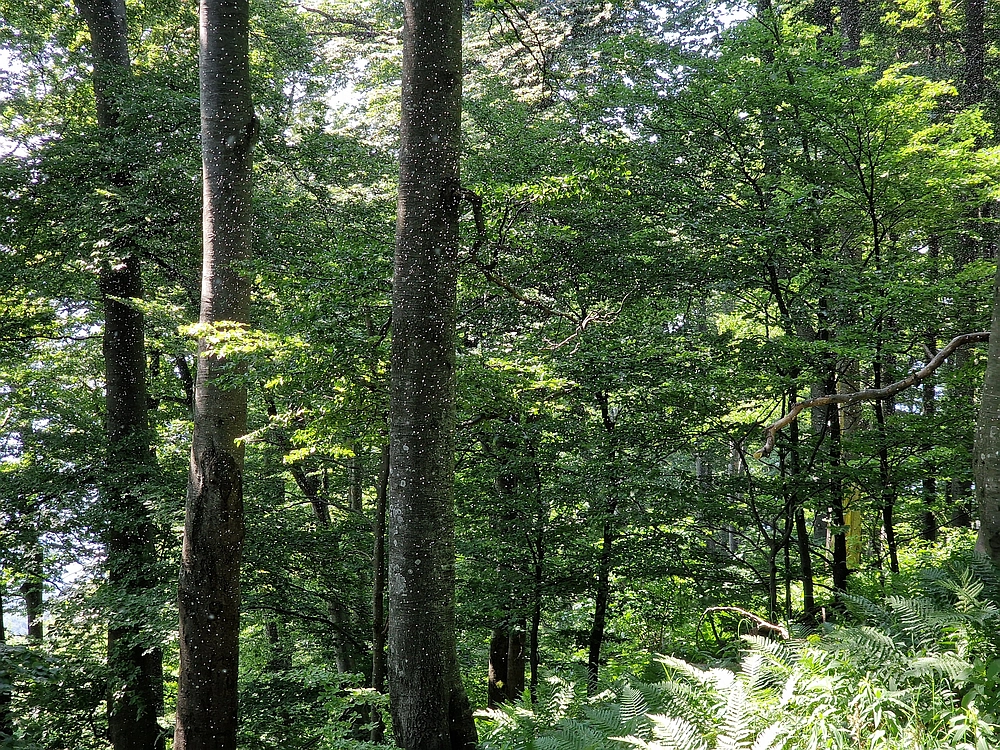 Slika je vidna v Google Chromu.
