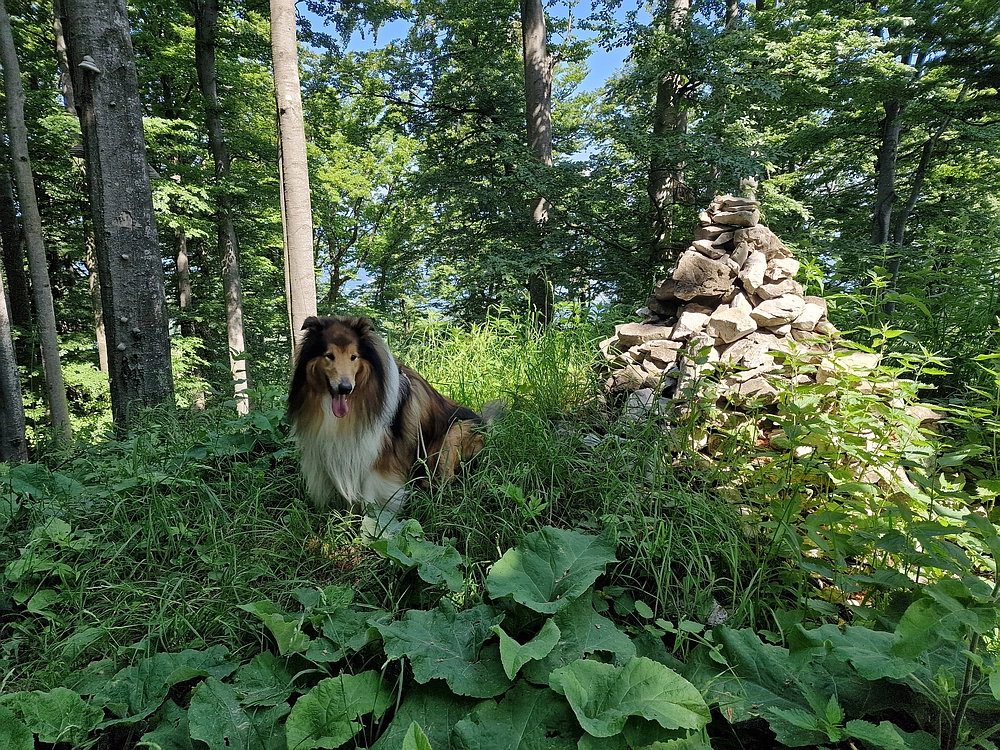 Slika je vidna v Google Chromu.