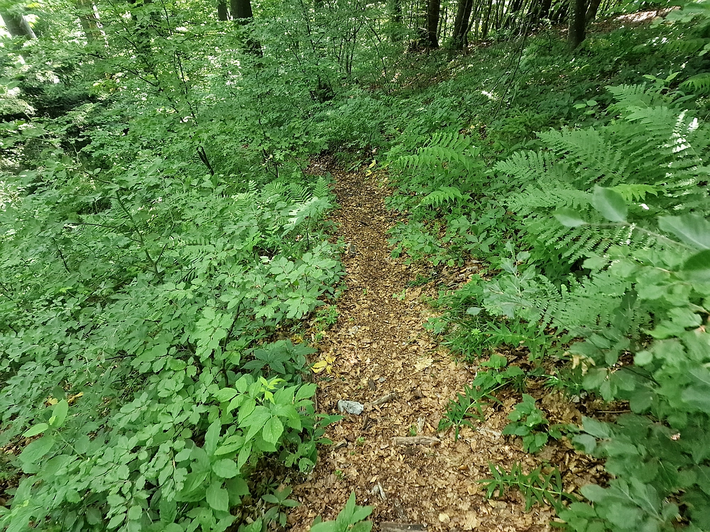 Slika je vidna v Google Chromu.