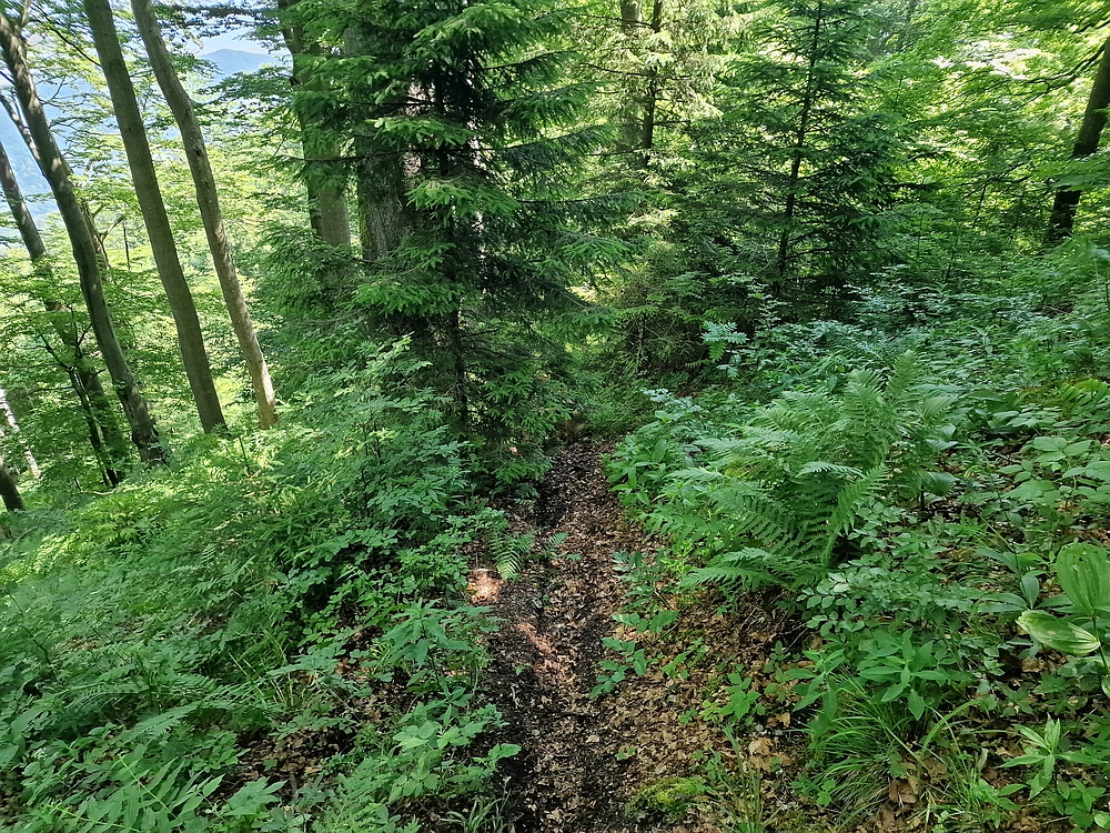 Slika je vidna v Google Chromu.