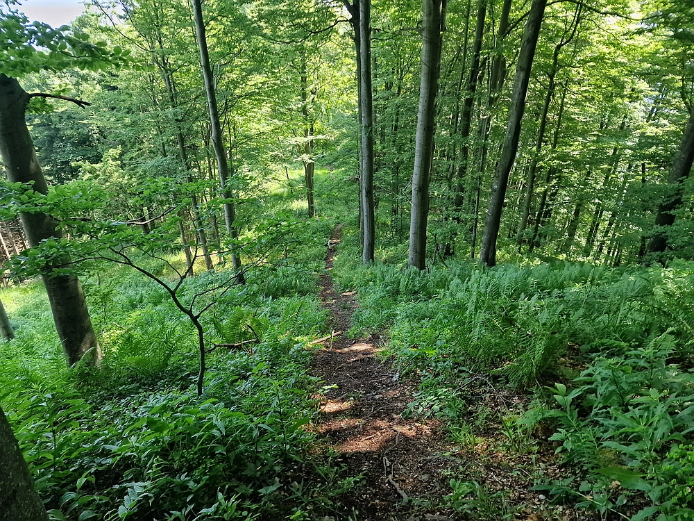 Slika je vidna v Google Chromu.