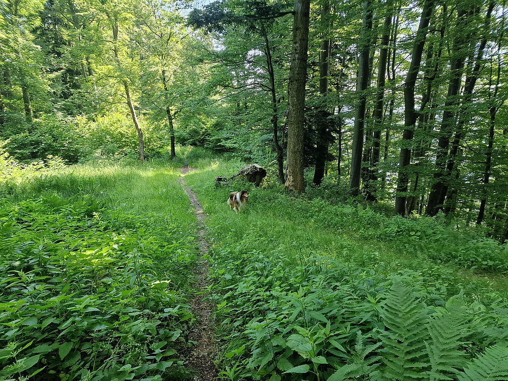 Slika je vidna v Google Chromu.