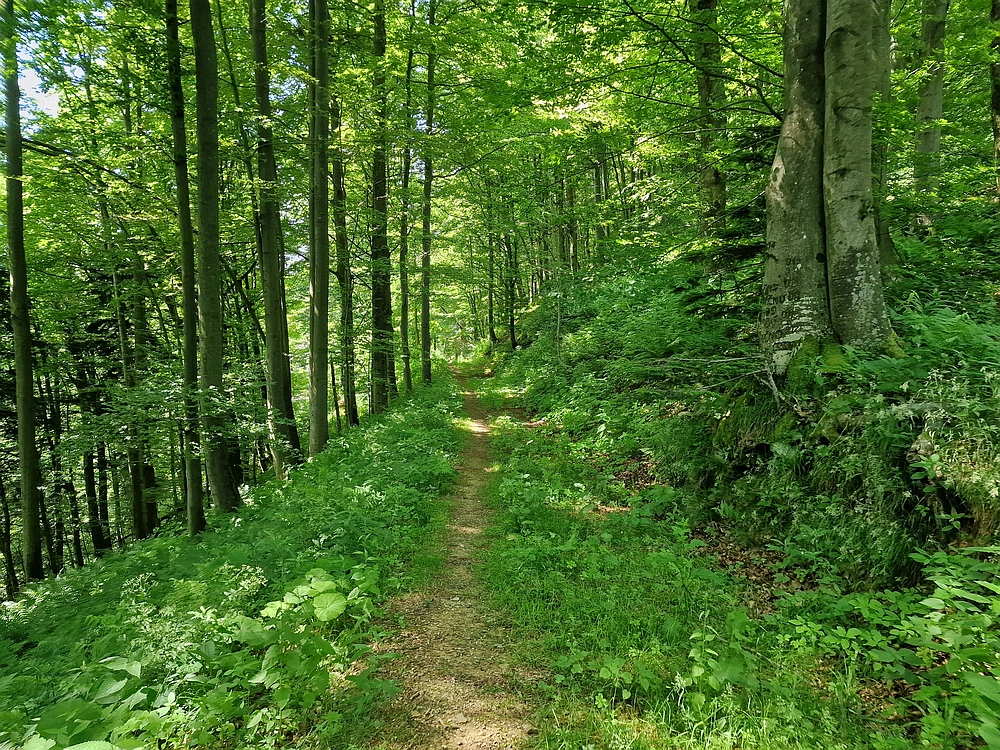 Slika je vidna v Google Chromu.