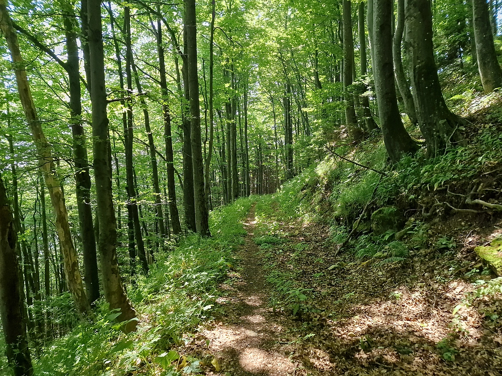Slika je vidna v Google Chromu.