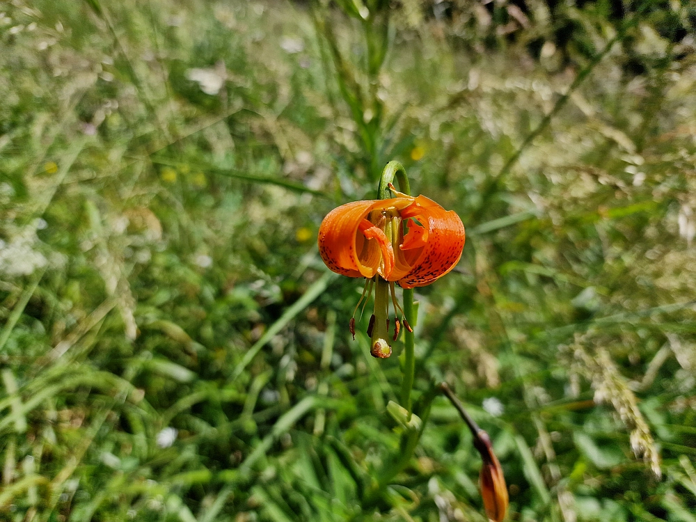 Slika je vidna v Google Chromu.