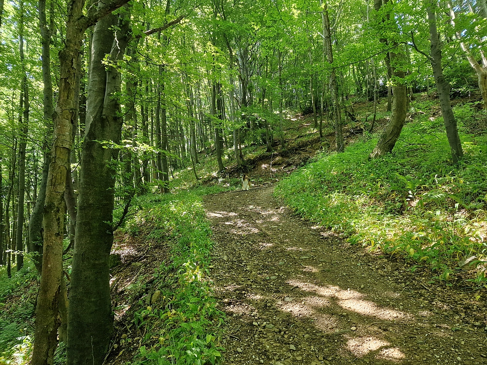 Slika je vidna v Google Chromu.