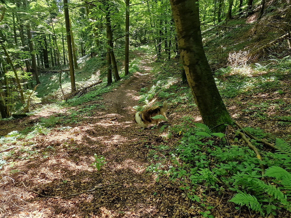 Slika je vidna v Google Chromu.