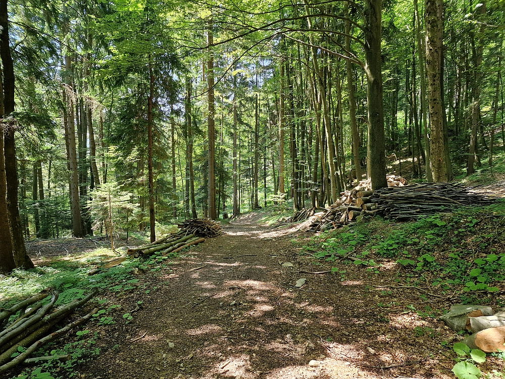 Slika je vidna v Google Chromu.