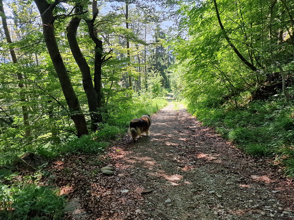 Slika je vidna v Google Chromu.