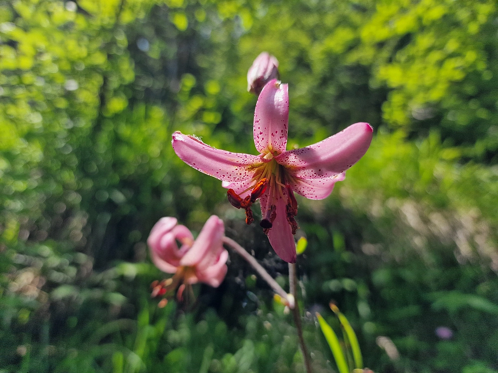 Slika je vidna v Google Chromu.