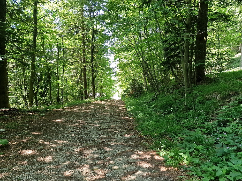 Slika je vidna v Google Chromu.