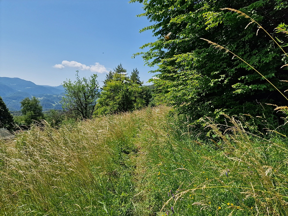 Slika je vidna v Google Chromu.