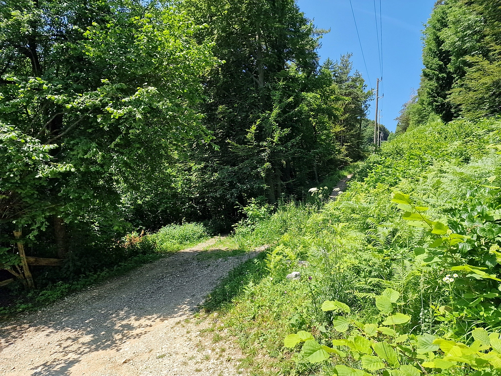 Slika je vidna v Google Chromu.