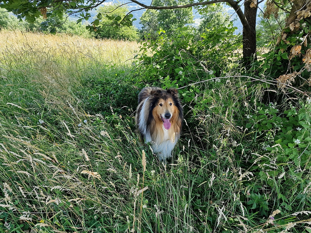 Slika je vidna v Google Chromu.