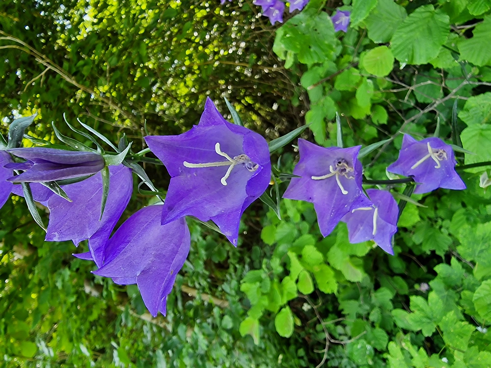 Slika je vidna v Google Chromu.