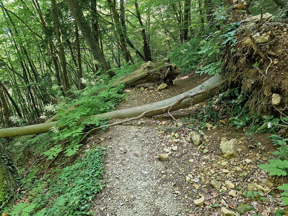 Slika je vidna v Google Chromu.