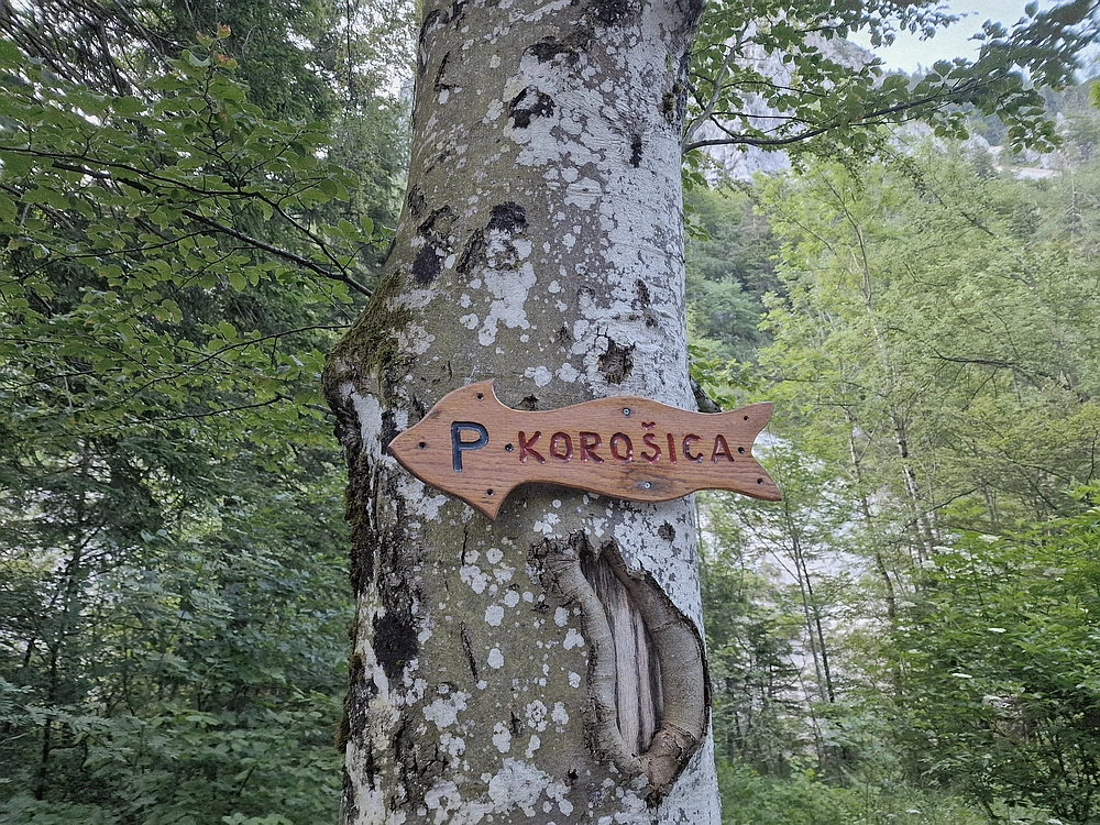 Slika je vidna v Google Chromu.