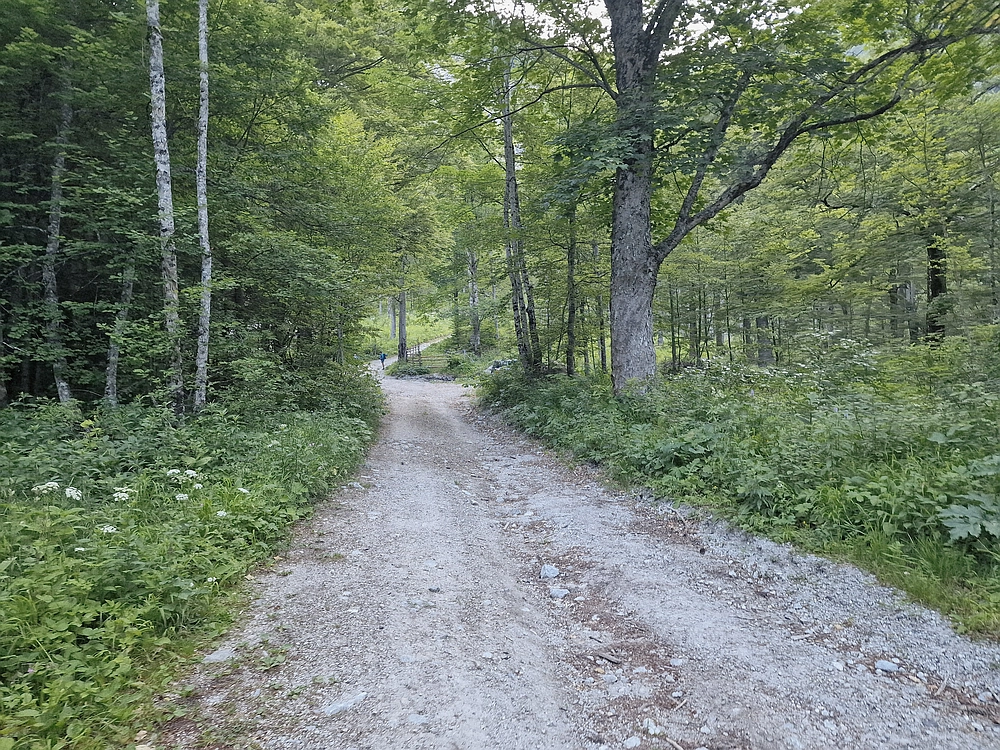 Slika je vidna v Google Chromu.