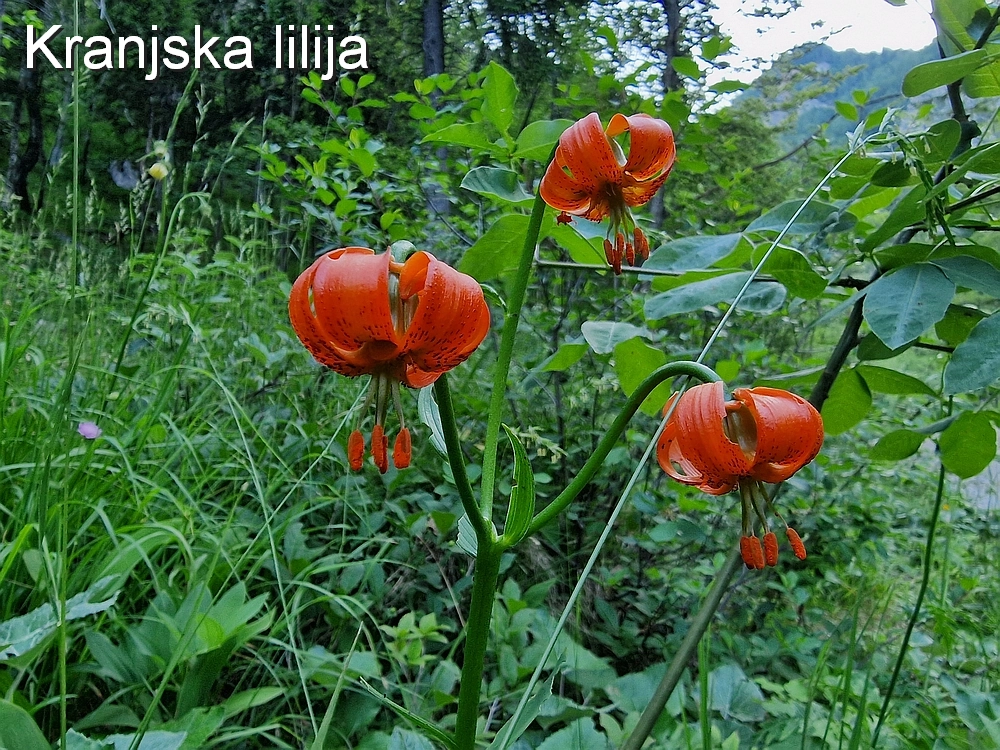 Slika je vidna v Google Chromu.