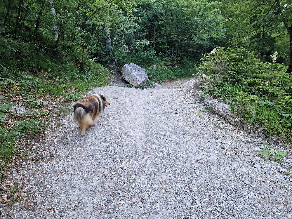 Slika je vidna v Google Chromu.