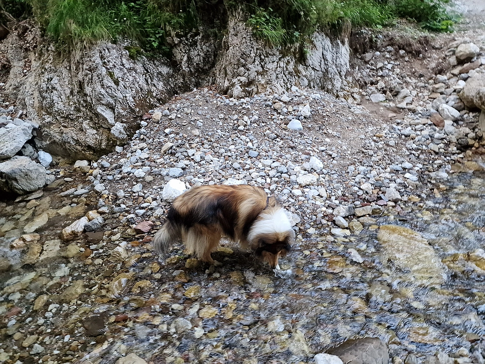 Slika je vidna v Google Chromu.