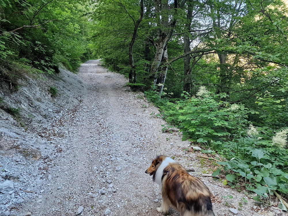 Slika je vidna v Google Chromu.