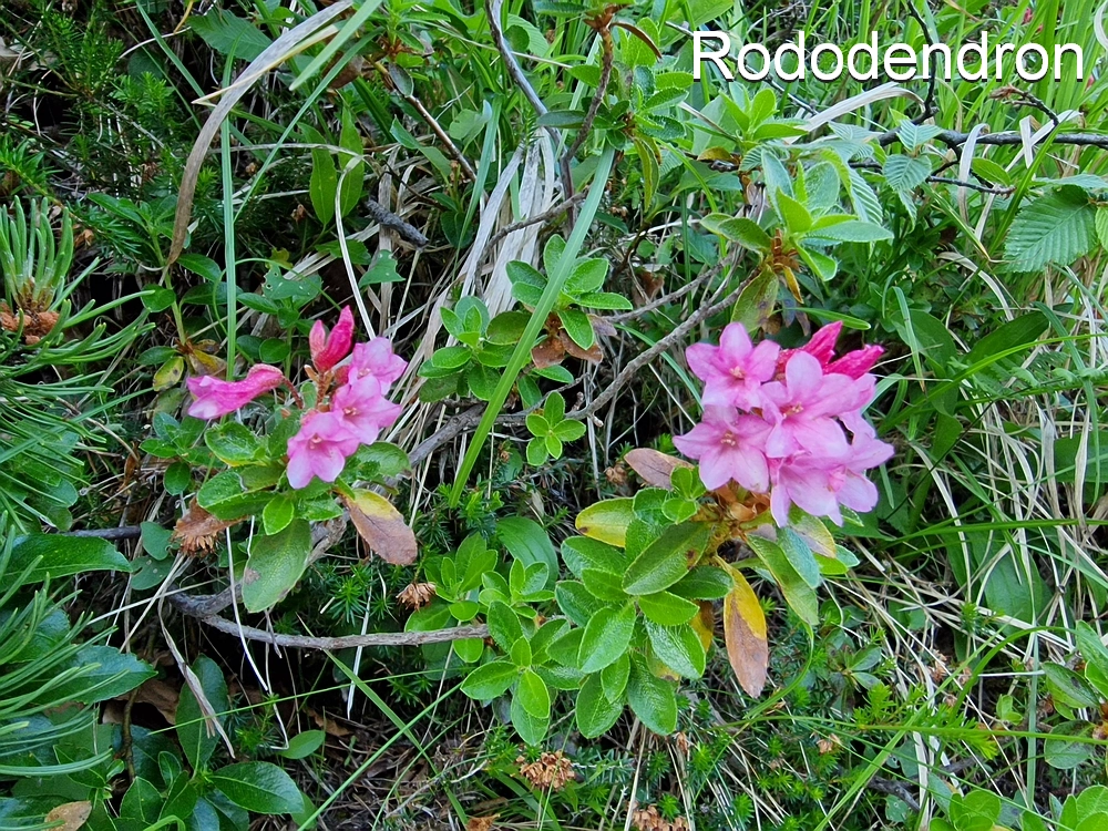 Slika je vidna v Google Chromu.