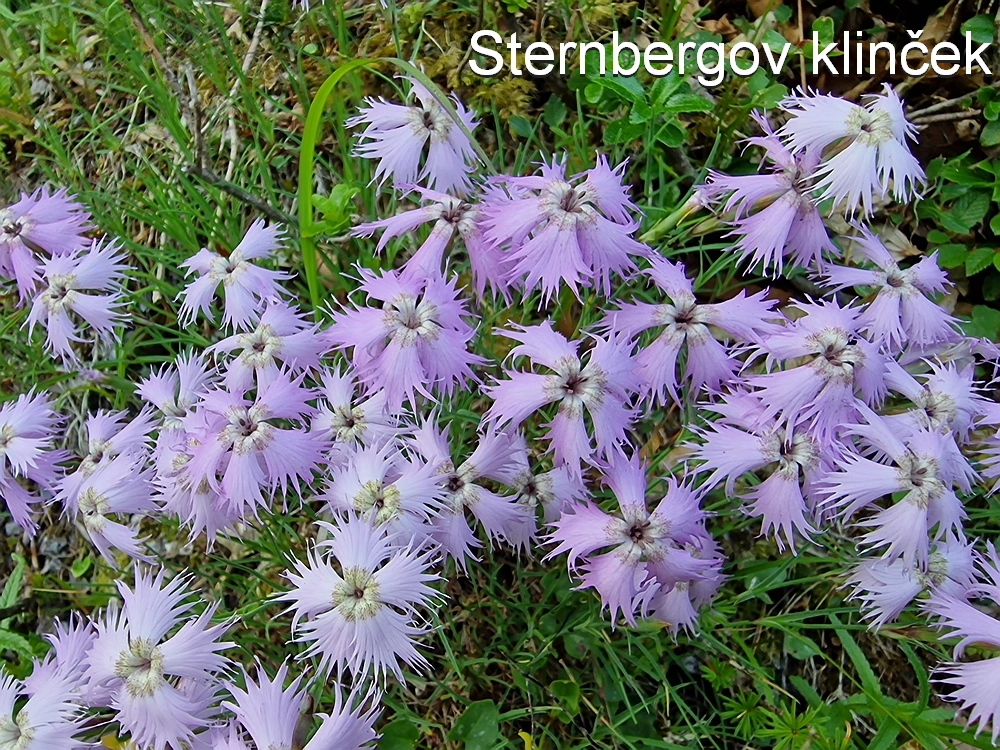 Slika je vidna v Google Chromu.