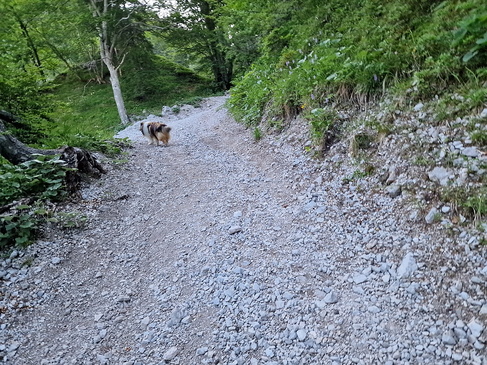 Slika je vidna v Google Chromu.