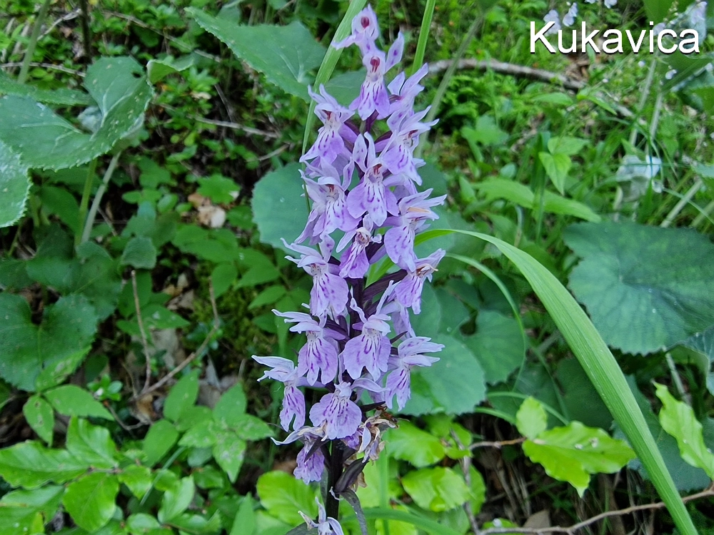 Slika je vidna v Google Chromu.