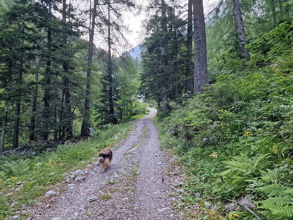 Slika je vidna v Google Chromu.