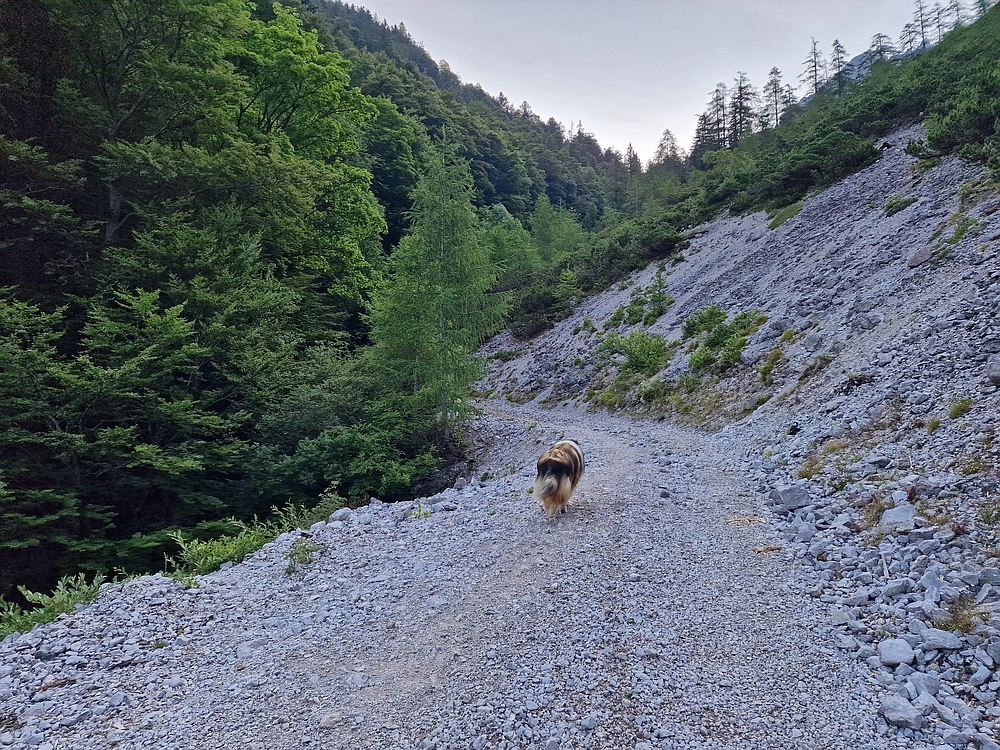 Slika je vidna v Google Chromu.