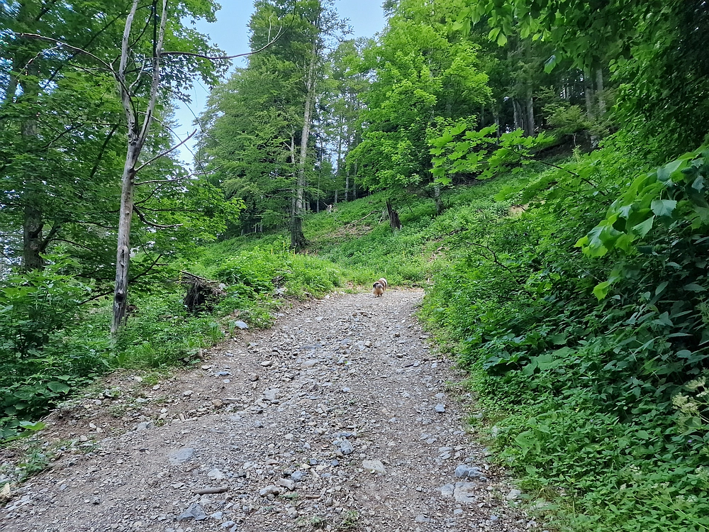 Slika je vidna v Google Chromu.