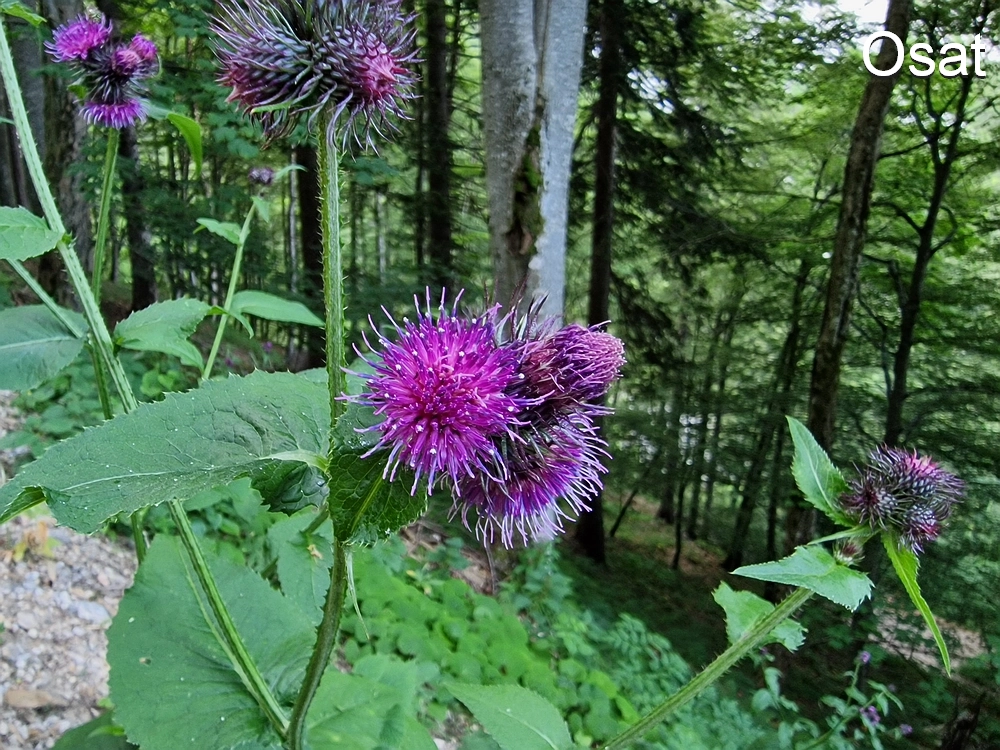 Slika je vidna v Google Chromu.