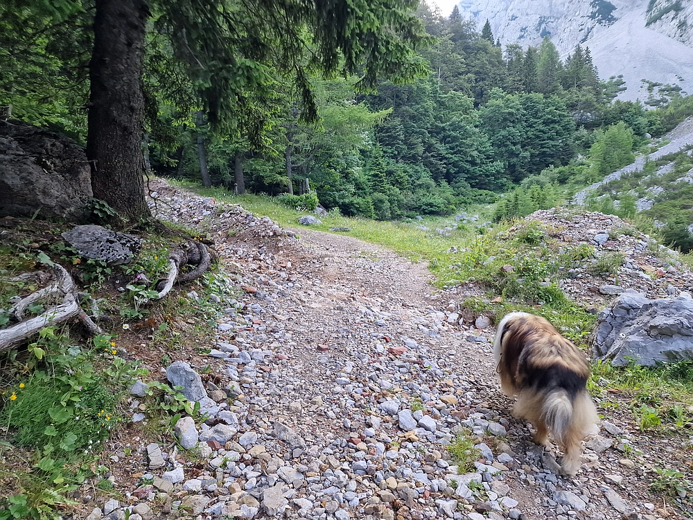 Slika je vidna v Google Chromu.