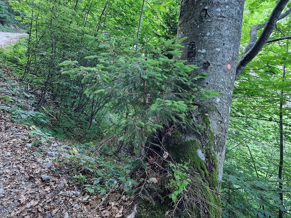 Slika je vidna v Google Chromu.