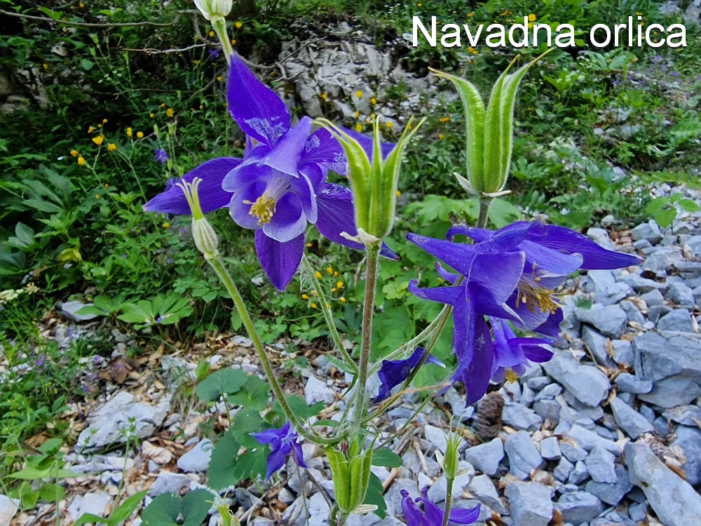 Slika je vidna v Google Chromu.