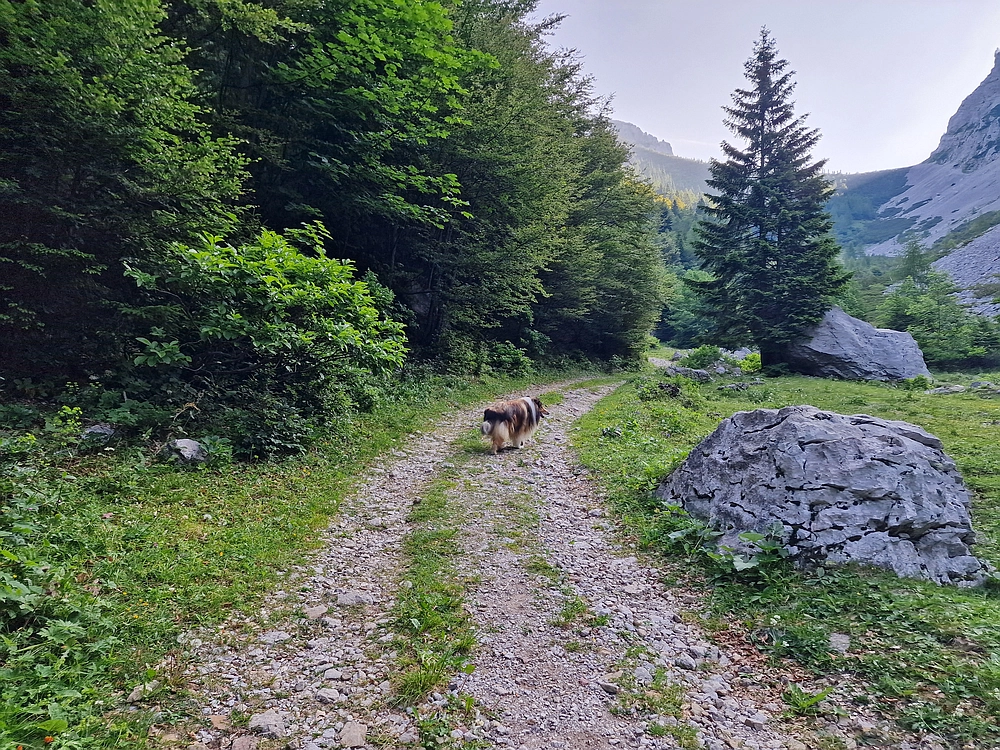 Slika je vidna v Google Chromu.