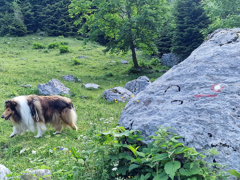 Slika je vidna v Google Chromu.