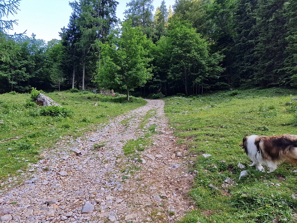 Slika je vidna v Google Chromu.