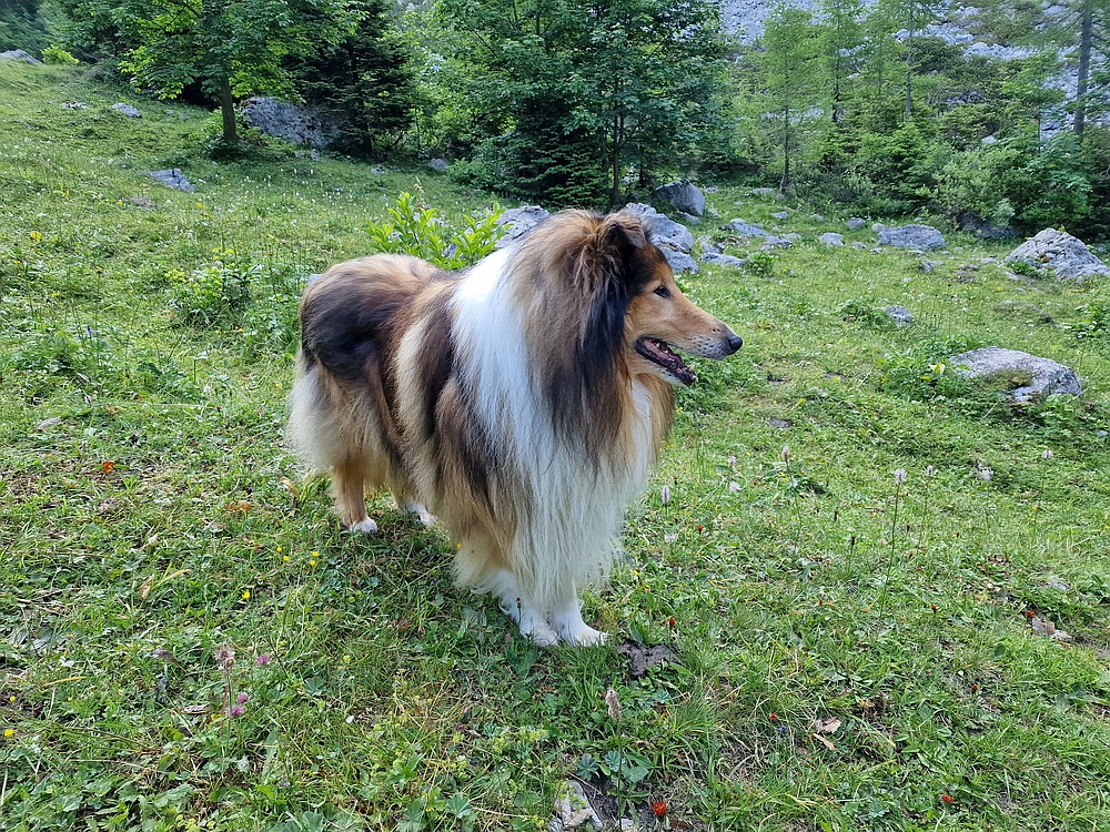 Slika je vidna v Google Chromu.