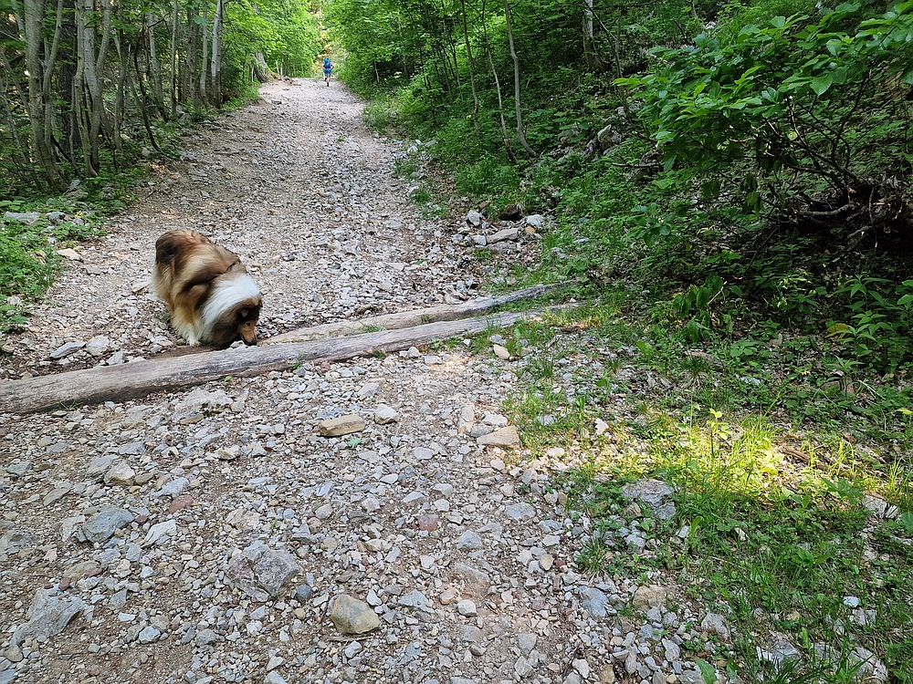 Slika je vidna v Google Chromu.