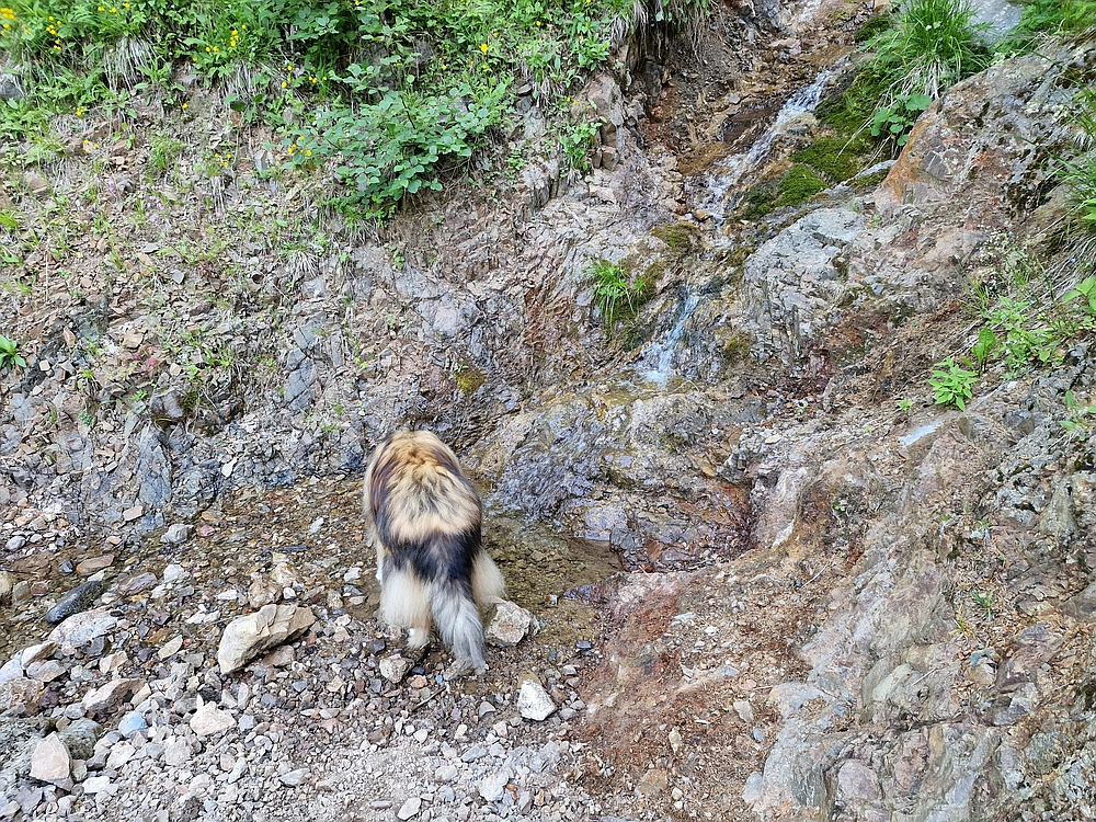 Slika je vidna v Google Chromu.