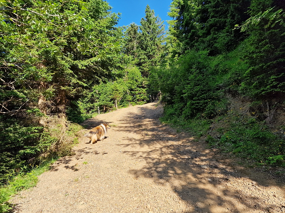 Slika je vidna v Google Chromu.