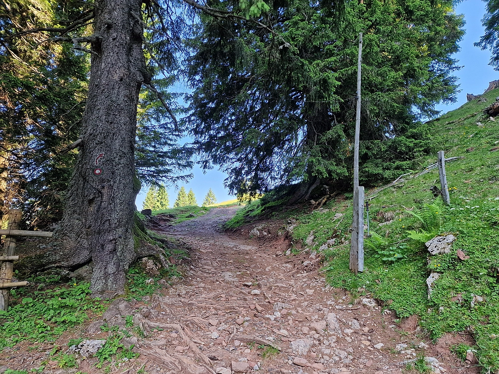 Slika je vidna v Google Chromu.